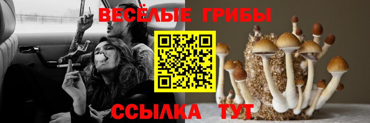 Мыски  Псилоцибиновые грибы мицелий  Вход с VPN 